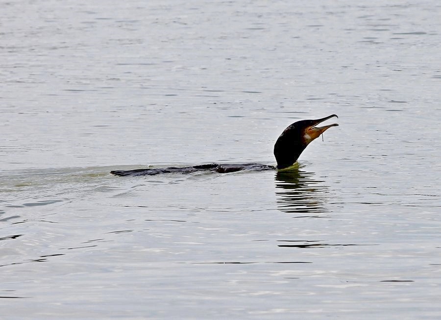 Phalacrocorax carbo